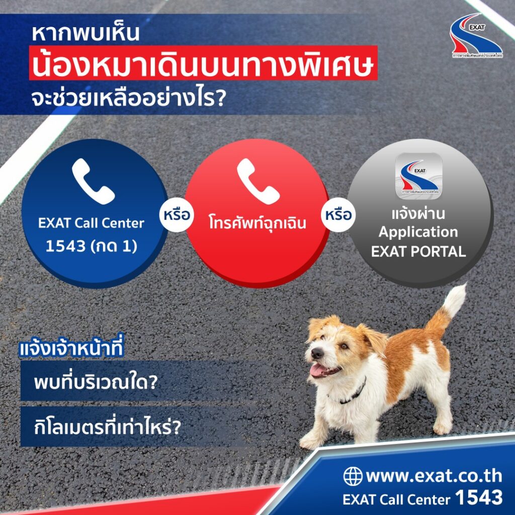 สัตว์-ของตกหล่นบนทางพิเศษ